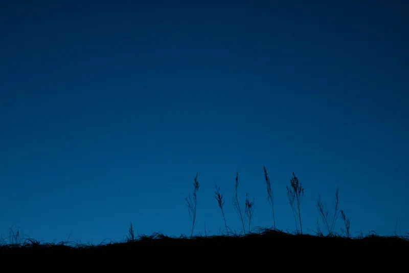 Dunegrass, Lake Michigan. 2021.